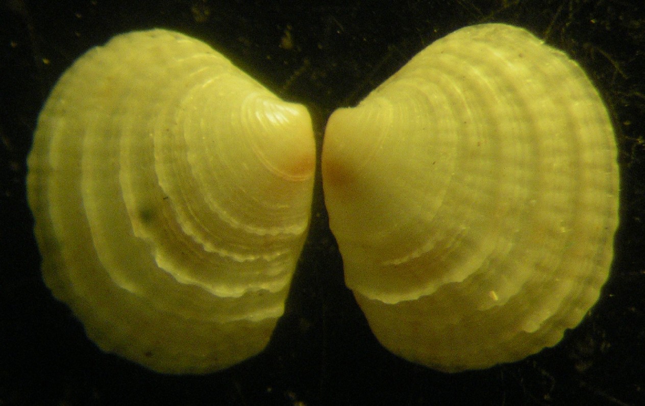 piccolo bivalve